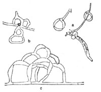 霉菌的菌环和菌网。a：菌环；b：简单菌网；c：复杂菌网
