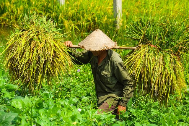 洪水来袭，鄱阳湖区的稻子咋救？