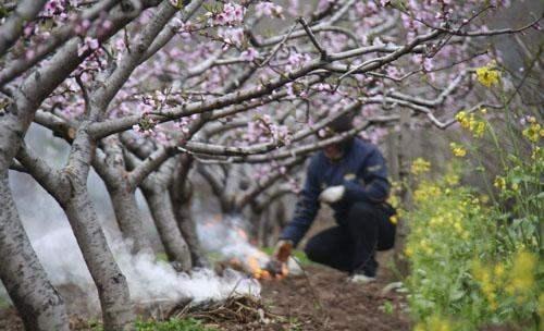 3-4月份的“倒春寒”，讓很多果農(nóng)措手不及，科學(xué)預(yù)防要知己知彼