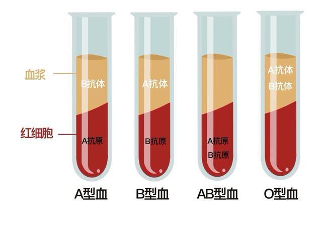 A型血真的更危险吗？从新冠肺炎看血型与疾病的关系