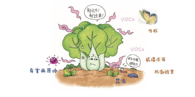 响晴薄日臭氧为何成了首要污染物？它们的来源你可能想象不到