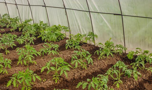 大棚西红柿，按照这个定植方法和病虫害防治方案，产量不会差