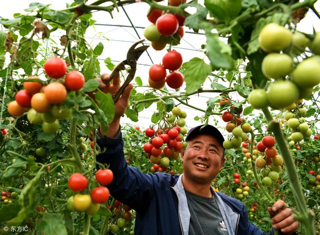 大棚番茄怎样做到一次栽培，三次收获？这项技术你可以了解一下