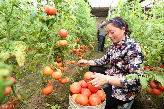 大棚番茄怎样做到一次栽培，三次收获？这项技术你可以了解一下