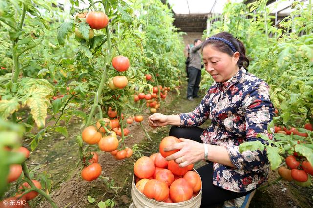 大棚番茄怎樣做到一次栽培，三次收獲？這項(xiàng)技術(shù)你可以了解一下