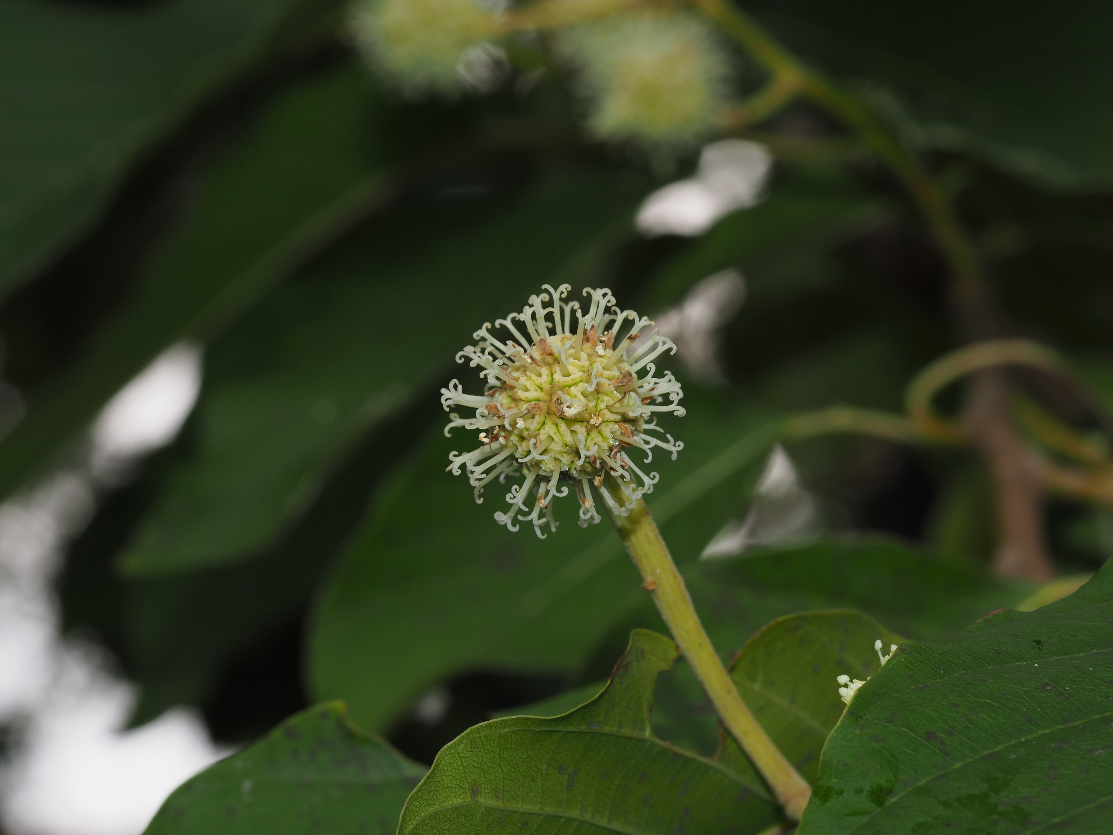 camptotheca acuminata路邊青是薔薇科的成員,它的別名也叫水楊梅