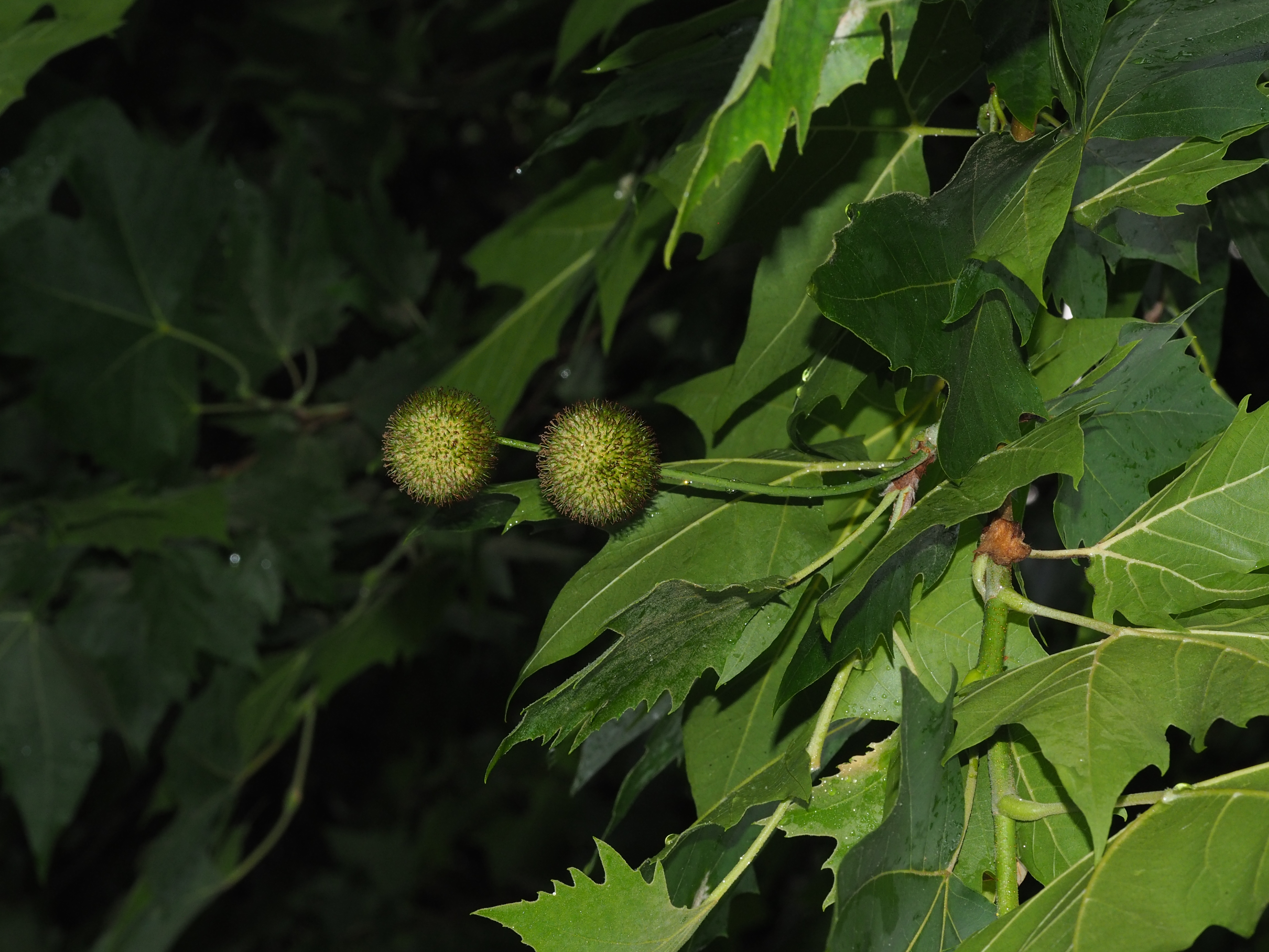 二球悬铃木 platanus × acerifolia黄蝉属植物的果实也是一个小刺球