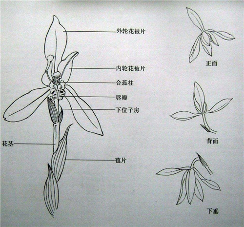详情兰花结构图(图片来源于网络) 通常来说,我们看到的花朵,像百合
