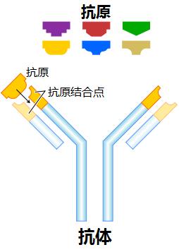 十七年前SARS患者体内发现新冠病毒抗体，力助科学家找到新疗法