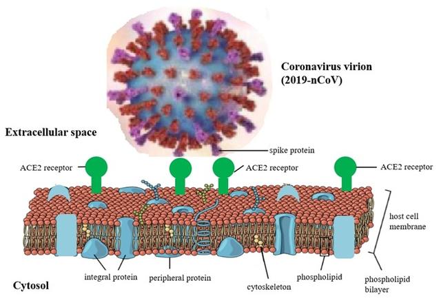 十七年前SARS患者体内发现新冠病毒抗体，力助科学家找到新疗法