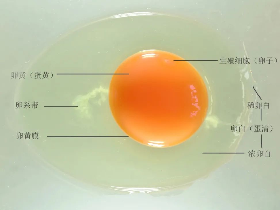 鸡蛋内部结构模型图片