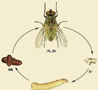 绿的都算菜动的都是肉