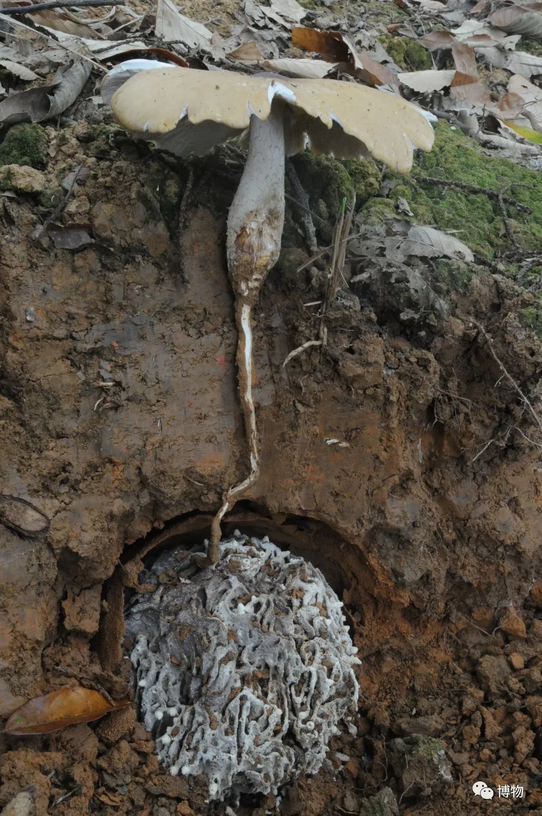 蚁巢伞(鸡枞菌) 摄影/吴兴衰大白蚁巢主要由木质素,纤维素,植物腐殖质