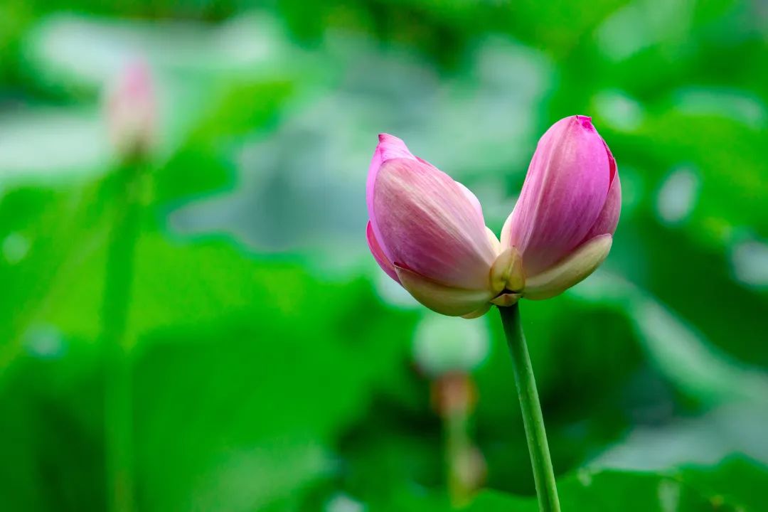 被偷摘的网红并蒂莲有新消息