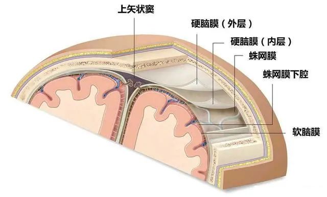 这套保护机制最核心的结构就是颅骨和三层脑膜