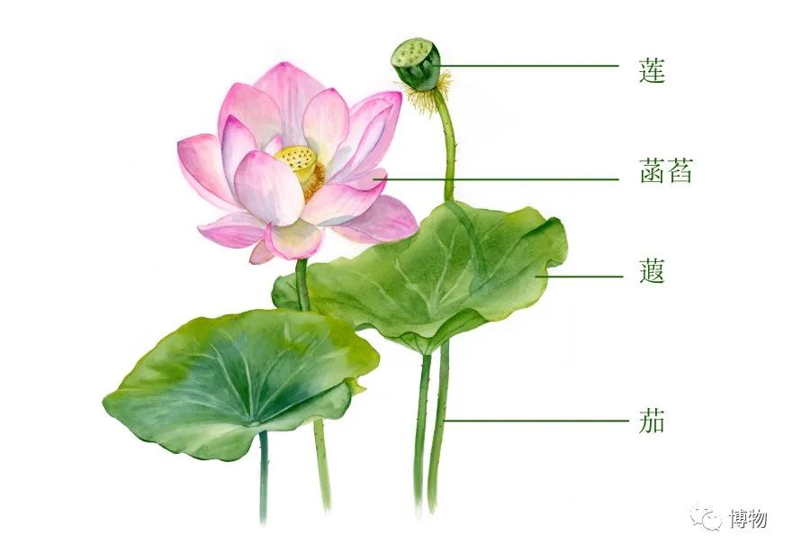 莲的根茎叶的形态结构图片