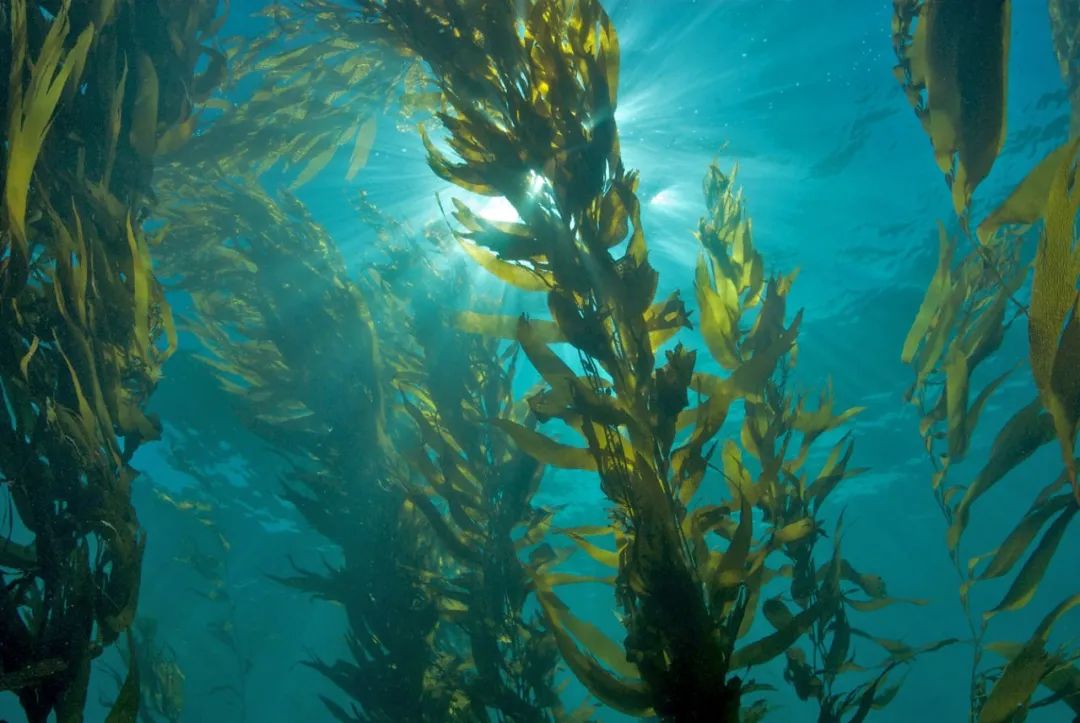 水下森林,就是海藻森林( kelp forests),这种高密度的海藻分布区,几乎