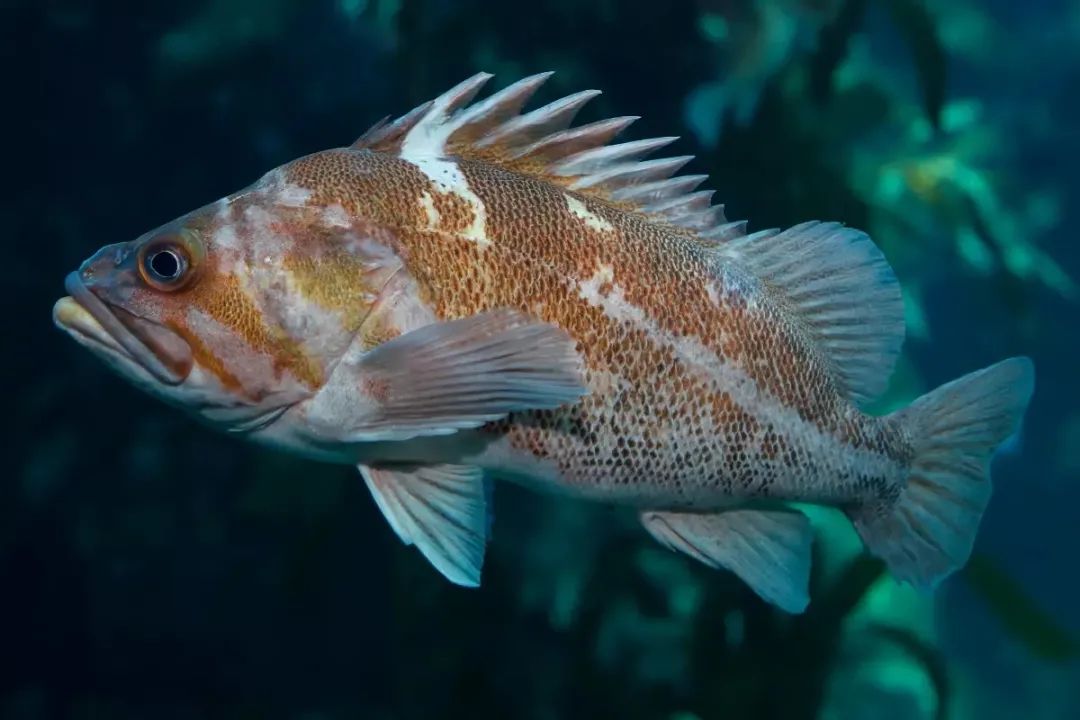 1,巨型海藻鱼 giant kelpfish这里以世界最著名的海藻森林潜地,美国