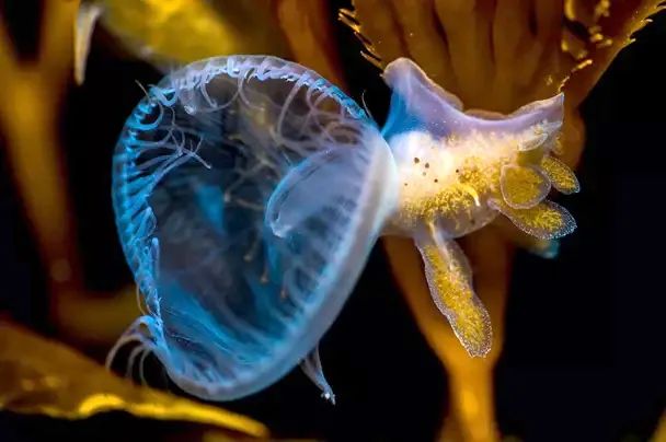 紫金钟螺 jeweled top snail4,绿海葵 giant green anemone3,斑马鲨