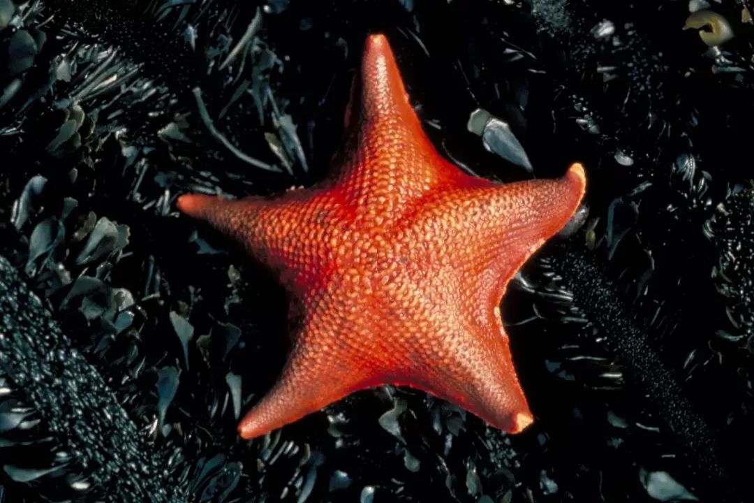 top snail4,绿海葵 giant green anemone3,斑马鲨 swell shark2, 石斑