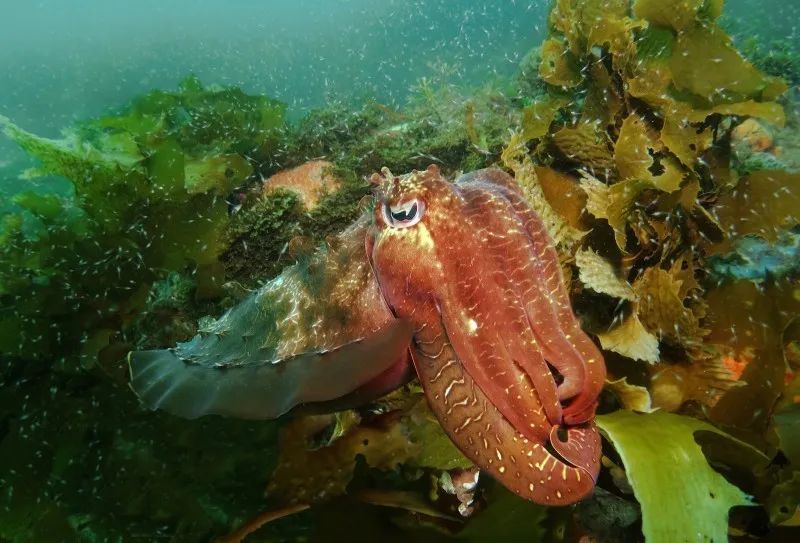 鳀) northern anchovy12,豹纹鲨 leopard shark11,巨海鲈 giant sea