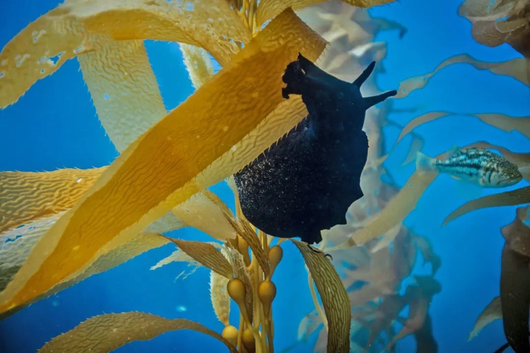 giant sea bass10,加利福尼亚羊头鱼 california sheephead9,蝙蝠海星