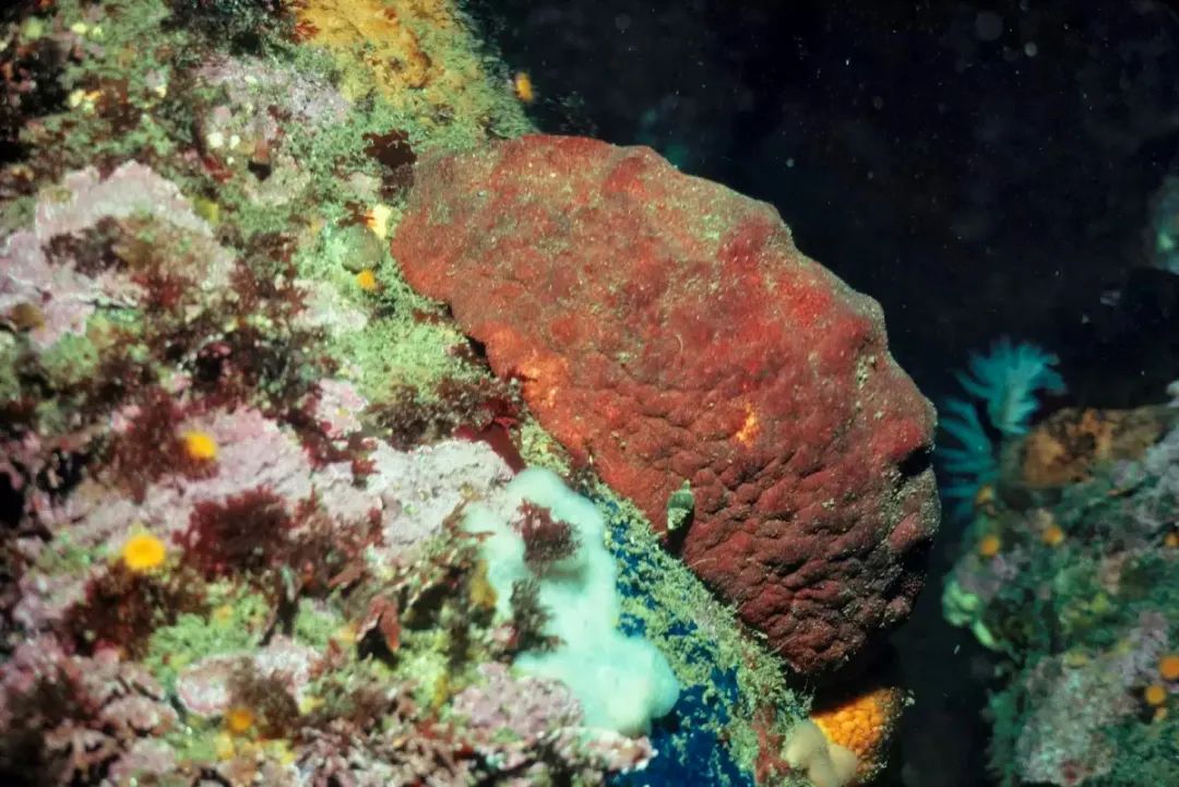 20,装饰蟹 decorator crab19,狼鱼 wolf-eel18,耐寒海参 warty sea