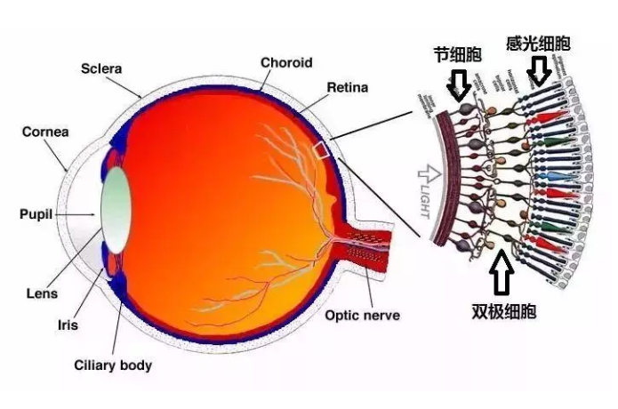 视网膜分层结构图片