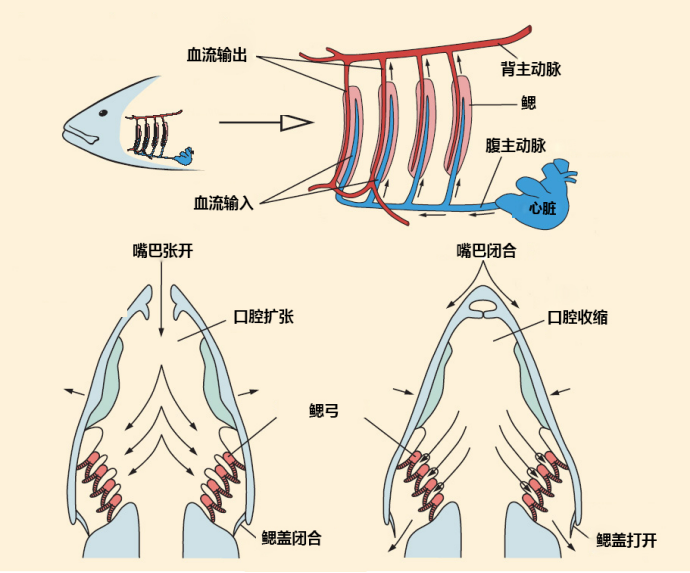 离开水也能存活的鱼它们是这样呼吸的