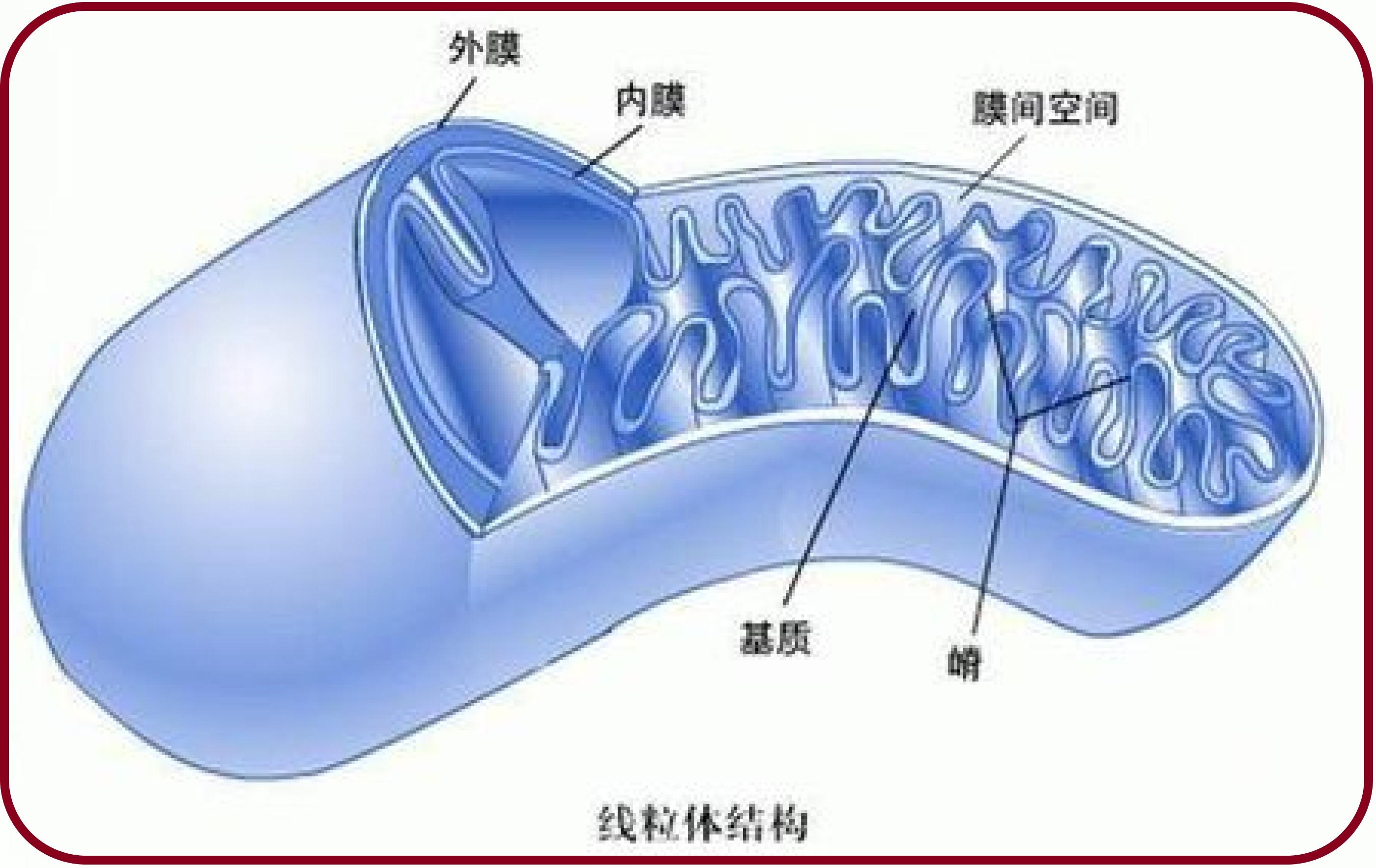 omega身体结构图片