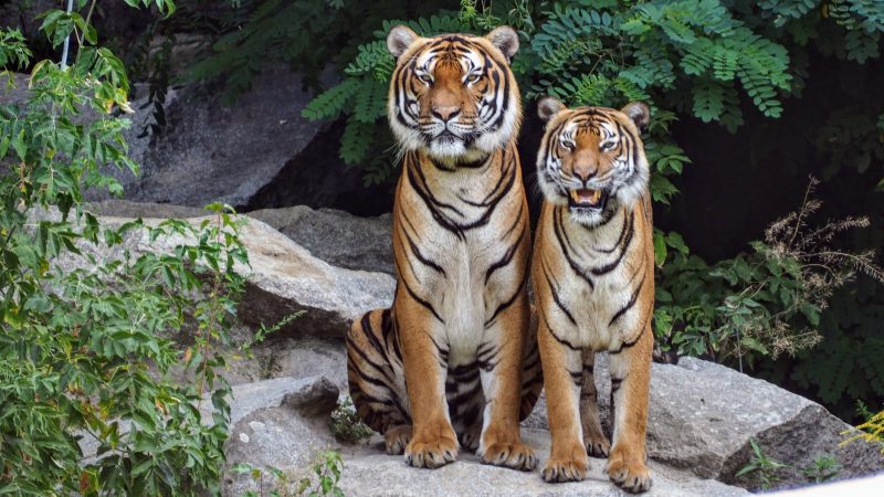 雄虎与雌虎体型有肉眼可见的显著差异人类历史上的两性之争,毫无疑问
