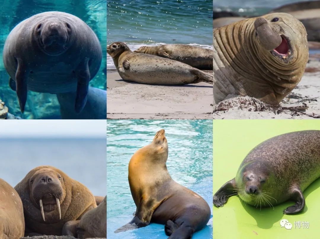 分得清狮豹象但海狮海豹海象为啥这么像