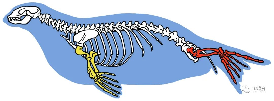 分得清狮豹象但海狮海豹海象为啥这么像