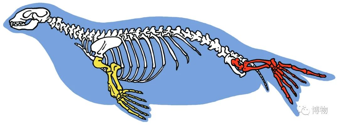 它们的四肢骨骼,关节都像陆地动物一样完整,从股骨,腓骨,胫骨,掌骨到5