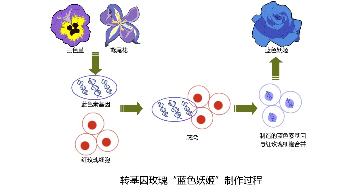 【转基因你问我答】只有中国人吃“转基因”？