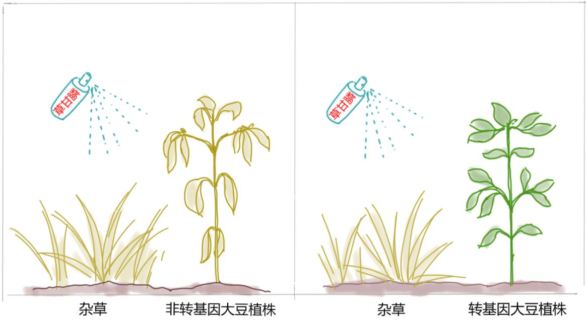 【轉(zhuǎn)基因你問我答】吃了轉(zhuǎn)基因食物，會被“轉(zhuǎn)基因”嗎？