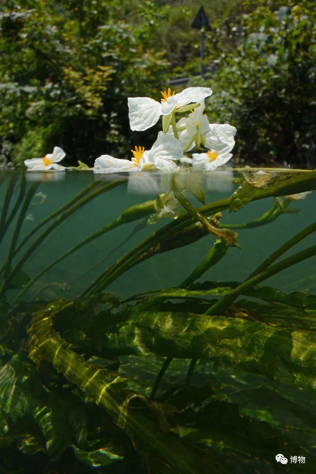 这么纯洁的花你们竟然叫它水性杨花