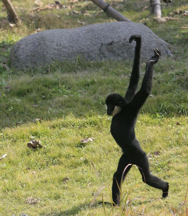 自然科普双手过膝算啥这种动物的胳膊长到影响走路