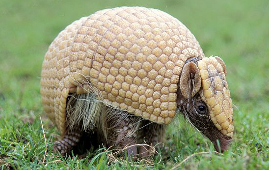 宛如铁甲战车的巨型犰狳雕齿兽