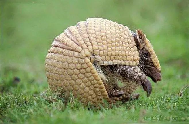 宛如铁甲战车的巨型犰狳雕齿兽