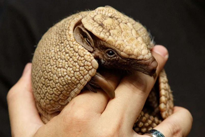 宛如铁甲战车的巨型犰狳——雕齿兽 学术资讯 - 科技工作者之家