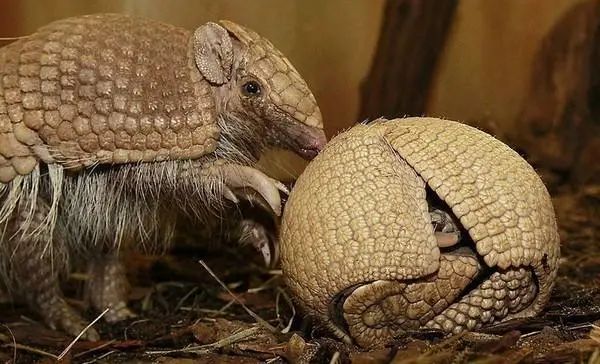 宛如铁甲战车的巨型犰狳雕齿兽