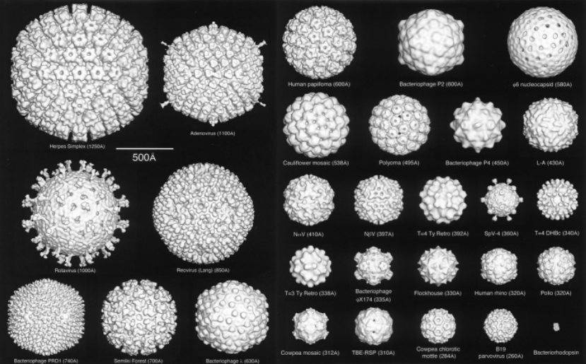 结构生物学的下一个突破：cryo-ET