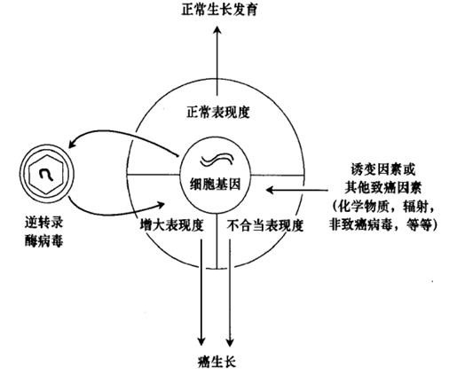 【诺奖中的“基因”】一只鸡引发的癌症起因大探索