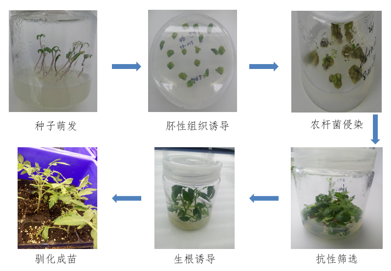 不敢吃转基因食品？其实天然“转基因作物”人类已经吃了几千年！