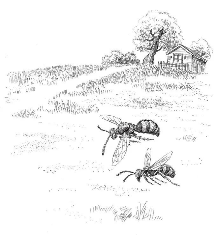 隧蜂:《昆虫记》中曾记载