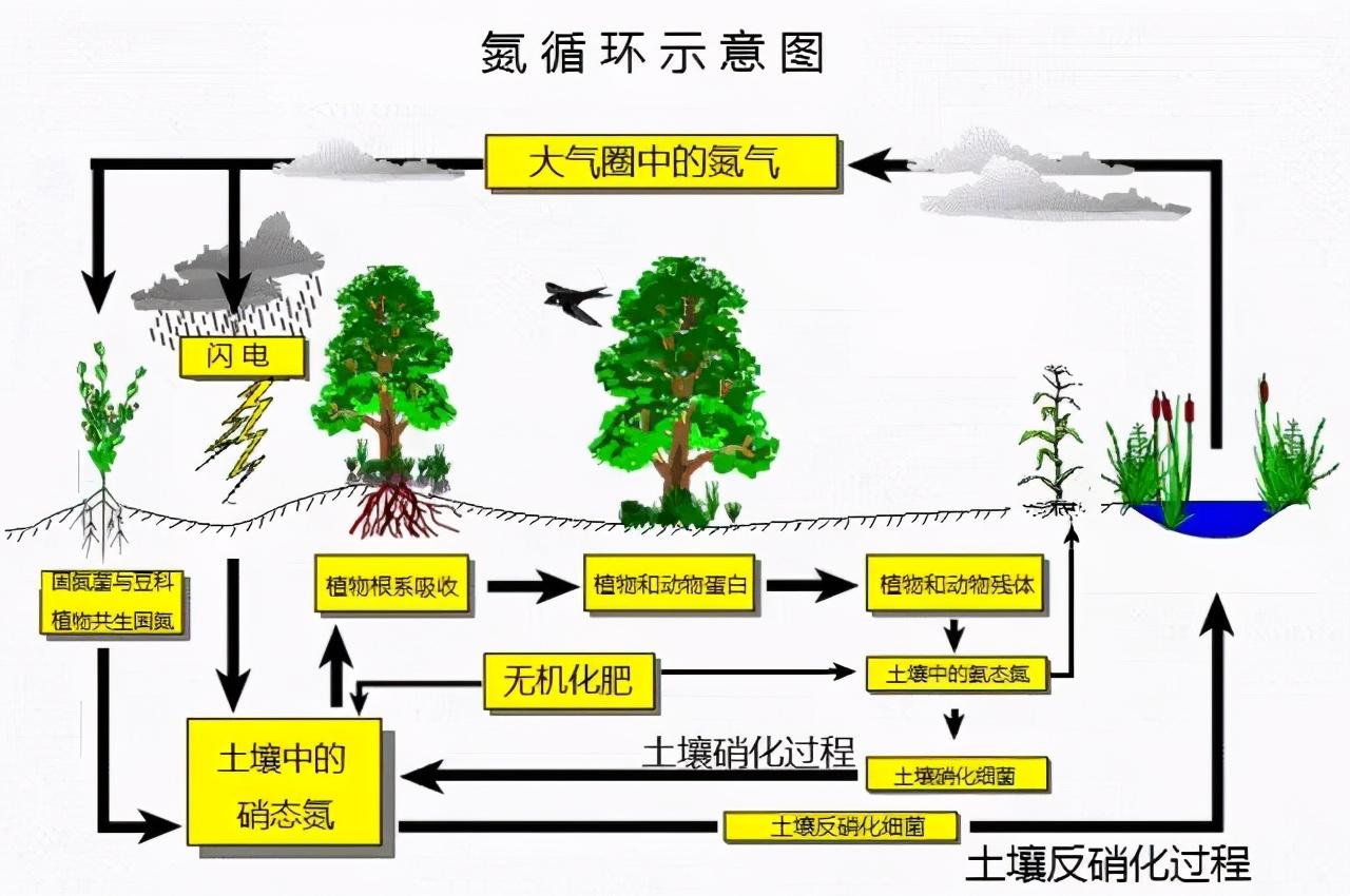 它主要以气态形式存在于大气中,要经过三个过程,即生物固氮过程,硝化