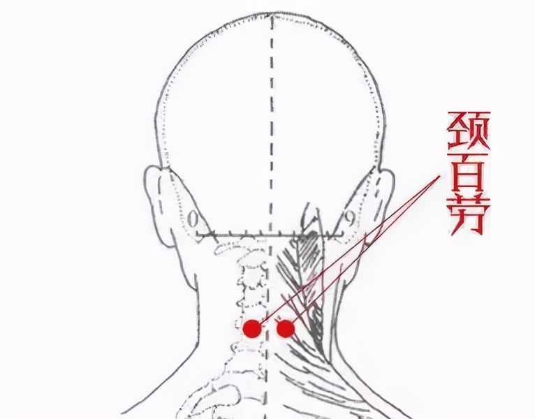 颈百劳的准确位置图图片