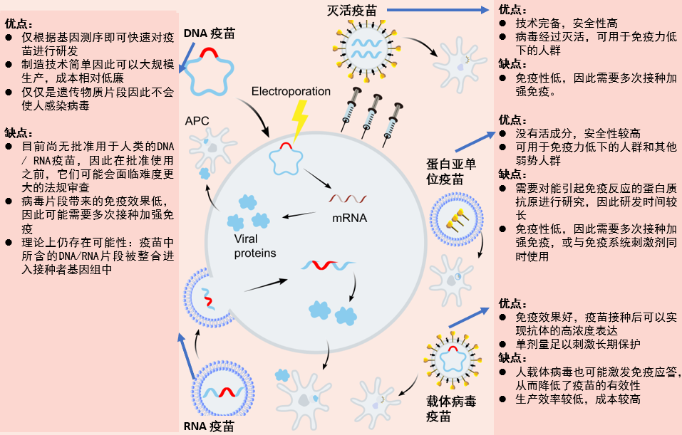 RNA疫苗或成新冠疫情终结者？