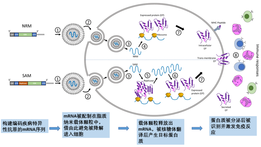 RNA疫苗或成新冠疫情终结者？